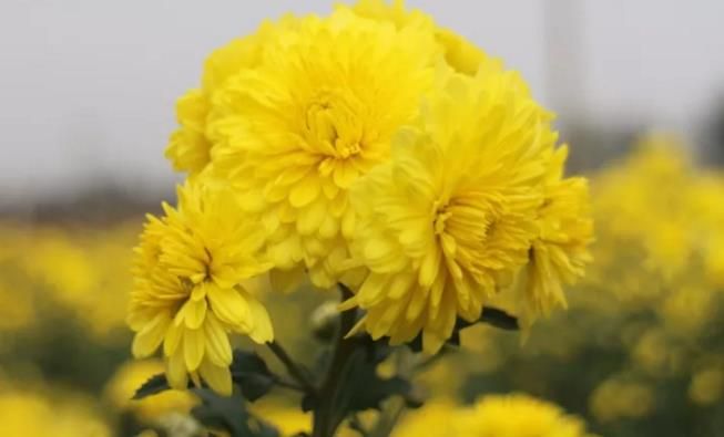 千畝云臺冰菊盛開，誠邀您蒞臨免費參觀！