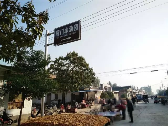 如何找到云臺冰菊？怎樣找到云臺冰菊？